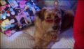 dr dolittle 3-avi_087.jpg